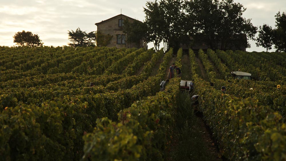Le vignoble & le terroir